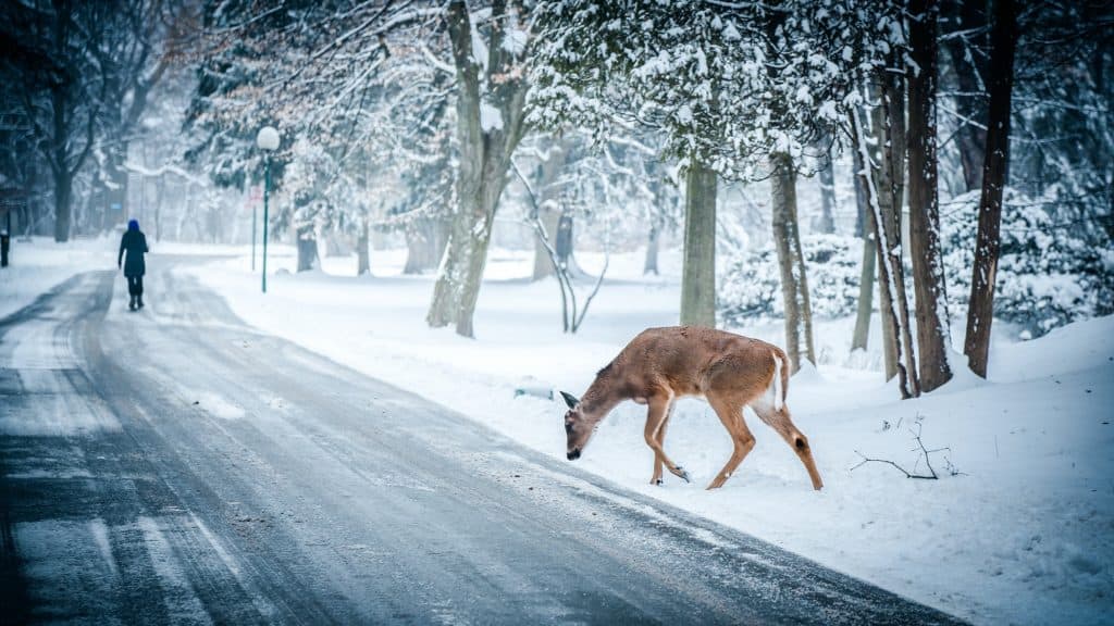 deer accident