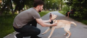 dog bites