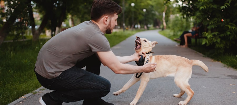 dog bites