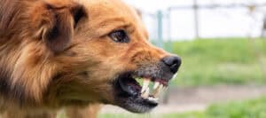 Dog Bite